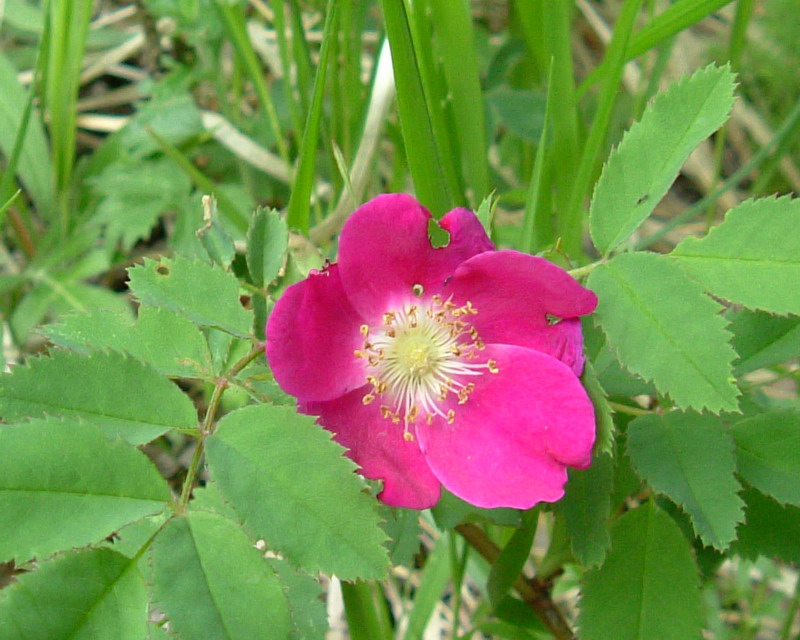 Rosa pendulina / Rosa alpina